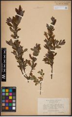 Foto von Salix aurita L. x Salix myrtilloides L.